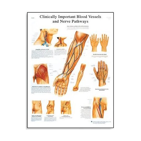 Schéma - nejdůležitější cévy a nervy člověka - AJ - 50x67 cm