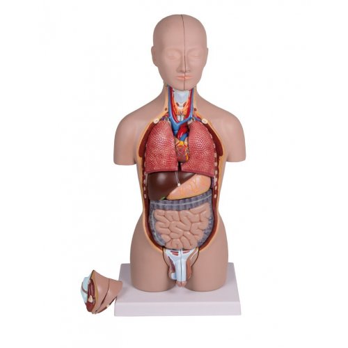 Mini torzo lidského těla - oboupohlavní - 16 částí