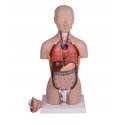 Mini torzo lidského těla - oboupohlavní - 16 částí
