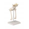 Replika kyčlí zobrazuje zdravé kosti, ale také kosti, které jsou modifikovány artrózou. Na modelu můžeme pozorovat kyčelní kloub složený z hlavice stehenní kosti v kloubní jamce, těla stehenní kosti a kosti křížové. Celý model je umístěn na podstavci a slkosti kyčelníouží jako skvělá anatomická a učební pomůcka.