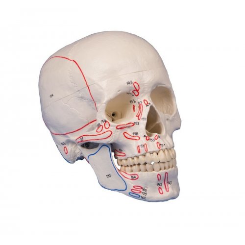 Model lebky s vyznačením svalů - 3 části