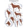 Schéma svalstvo psa domácího zobrazuje jednotlivé svaly psa. Popisky jsou uvedeny v latinském, německém a anglickém jazyce. Toto schéma je základní pomůckou ke studiu anatomie psa pro studenty veterinárních oborů, hodí se však i do veterinárních ordinací.