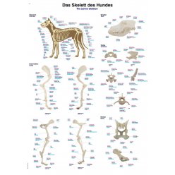 Schéma - kostra psa domácího