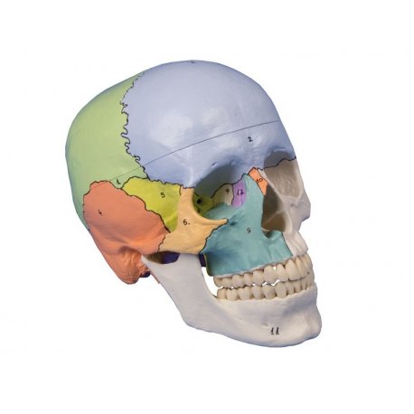 Model lidské lebky - didaktický - 3 části 