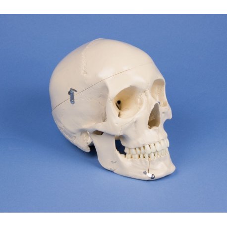 Model lidské lebky - dentální - 4 části 