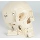 Model lidské lebky - dentální - 4 části 