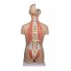 Torzo lidského těla - oboupohlavní s otevřenými zády - 27 částí