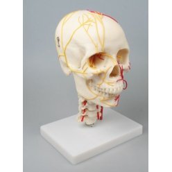 Model lidské lebky - neurovaskulární