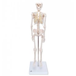 Model kostry - mini