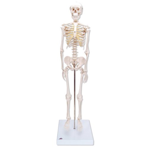 Mini model lidské kostry - na podstavci