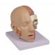 Model lidské hlavy - rozložitelný - 4 části