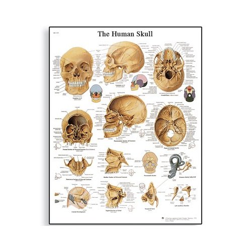 Schéma - lidská lebka - AJ - 50x67 cm