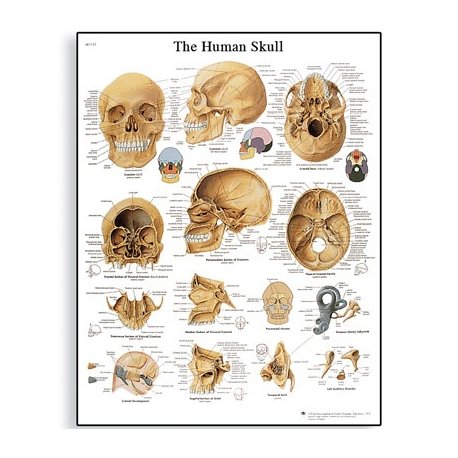 Schéma - lidská lebka - AJ - 50x67 cm