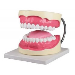 Model péče o lidské zuby - třikrát zvětšeno