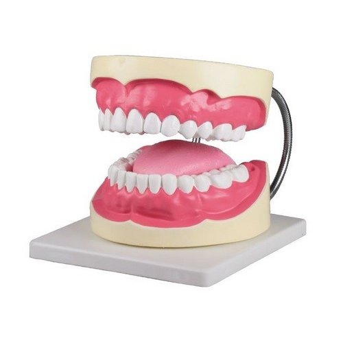 Model péče o lidské zuby - třikrát zvětšeno