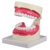 Model péče o lidské zuby je zvětšen 1.5 x. Ideálně se hodí do stomatologických ordinací, pro dentální hygieniky, studenty, ale i samotné pacienty. Součástí modelu je i kartáček, kterým zubní lékaři provádí demonstraci správného čištění zubů. Replika je umístěna na podstavci.