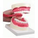 Model péče o lidské zuby - 1.5x zvětšeno