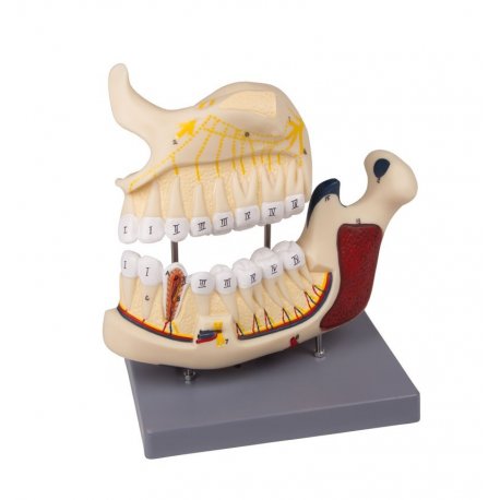 Model horní a dolní čelisti se zuby