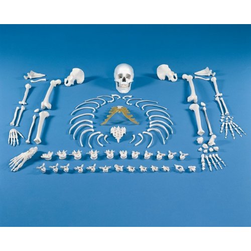 Model lidské kostry - nesestaveno