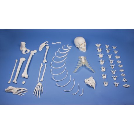 Model poloviny lidské kostry - nesestaveno