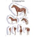 Schéma - svalstvo koně