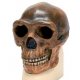 Antropologický model lebky - Sinanthropus - Homo sapiens