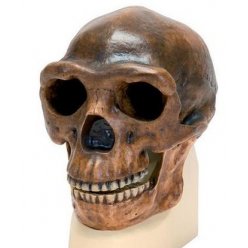 Antropologický model lebky - Sinanthropus - Homo sapiens