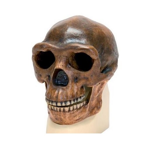 Antropologický model lebky - Sinanthropus - Homo erectus