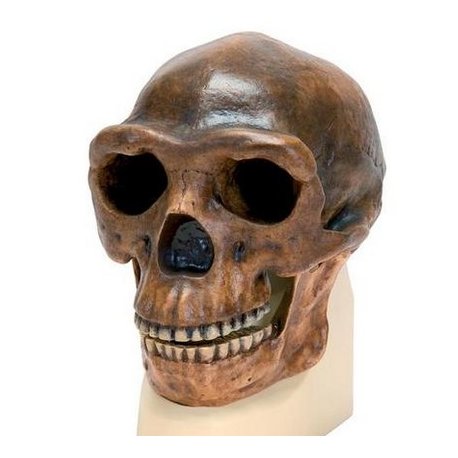 Antropologický model lebky - Sinanthropus - Homo sapiens