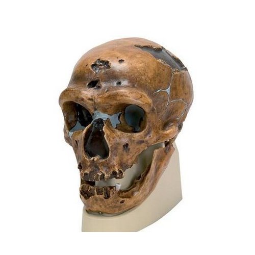 Antropologický model lebky - La Chapelle-aux-Saints - Homo sapiens neanderthalis