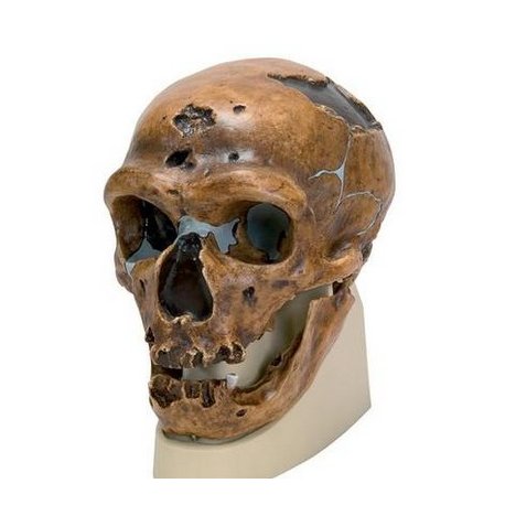 Antropologický model lebky - La Chapelle-aux-Saints - Homo sapiens neanderthalis