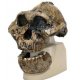 Antropologický model lebky - KNM-ER 406, Omo L. 7a-125 - Australopithecus boisei
