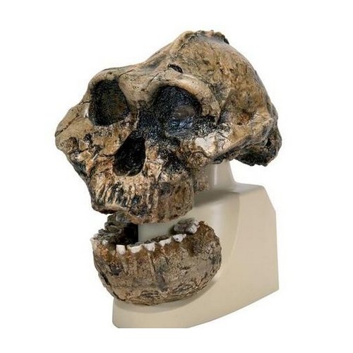 Antropologický model lebky - KNM-ER 406, Omo L. 7a-125 - Australopithecus boisei