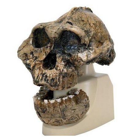 Antropologický model lebky - KNM-ER 406, Omo L. 7a-125 - Australopithecus boisei