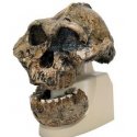 Antropologický model lebky - KNM-ER 406, Omo L. 7a-125 - Australopithecus boisei