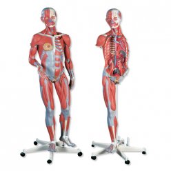 Model lidského svalstva - oboupohlavní - na pojízdném stojanu - 45 částí