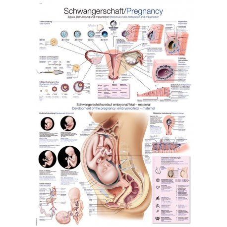 Schéma - těhotenství