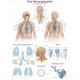 Schéma - dýchací soustava člověka