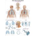 Schéma - dýchací soustava člověka