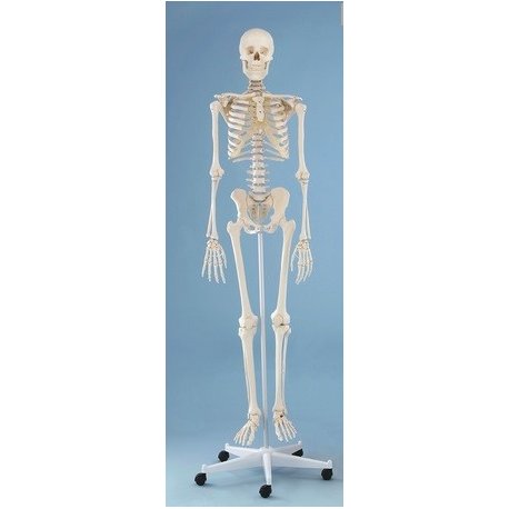 Model kostry člověka