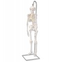 Mini model lidské kostry - na závěsném stojanu