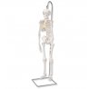Model lidské kostry v mini verzi je to nejlepší, co Vám můžeme z řady základních mini modelů lidské kostry nabídnout. Přesné a anatomicky detailní zobrazení lidské kostry je zaručeno i v poloviční velikosti modelu lidské kostry. 3 části - spodina lebeční, klenba lebeční a spodní čelist tvoří celou lidskou lebku.