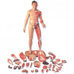Model lidského svalstva - oboupohlavní v životní velikosti - evropan - 41 částí