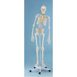 Model kostry člověka s pohyblivou páteří - na pojízdném stojanu
