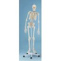 Model kostry člověka s pohyblivou páteří 