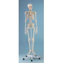 Model kostry člověka s vyznačením svalů - na pohyblivém stojanu