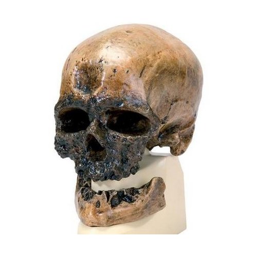 Antropologický model lebky - Crô-Magnon - Homo sapiens sapiens