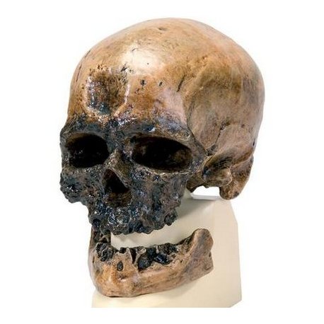 Antropologický model lebky - Crô-Magnon - Homo sapiens sapiens