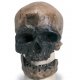 Antropologický model lebky - Crô-Magnon - Homo sapiens sapiens