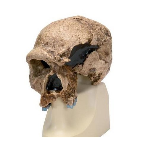 Antropologický model lebky - Steinheim -  Homo sapiens steinheimensis